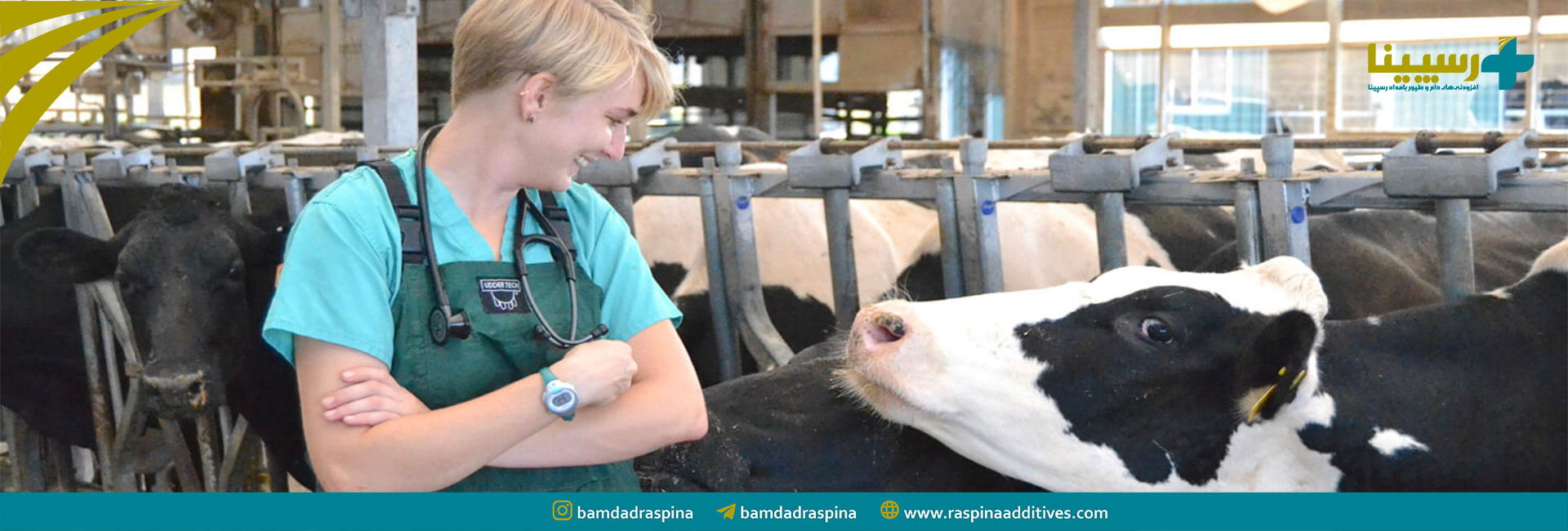 اثرات بیماری های بالینی در گاو شیری