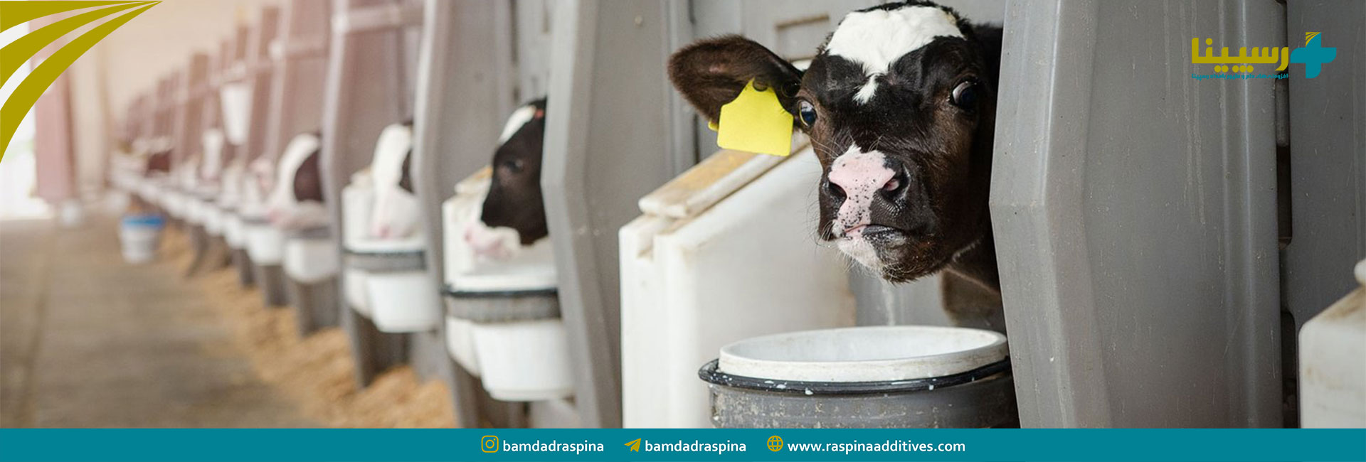 مدیریت سلامت گوساله شیری