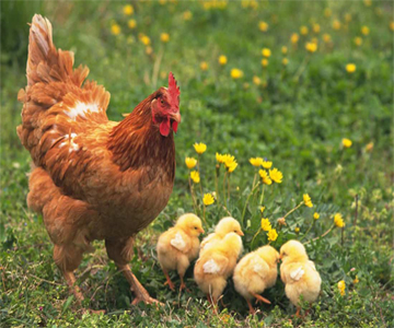 تاثیر اسید چرب ضروری امگا 3 بر افزایش جوجه در آوری مرغان مادر