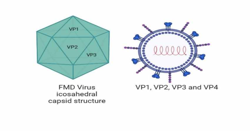 ویروس عامل تب برفکی